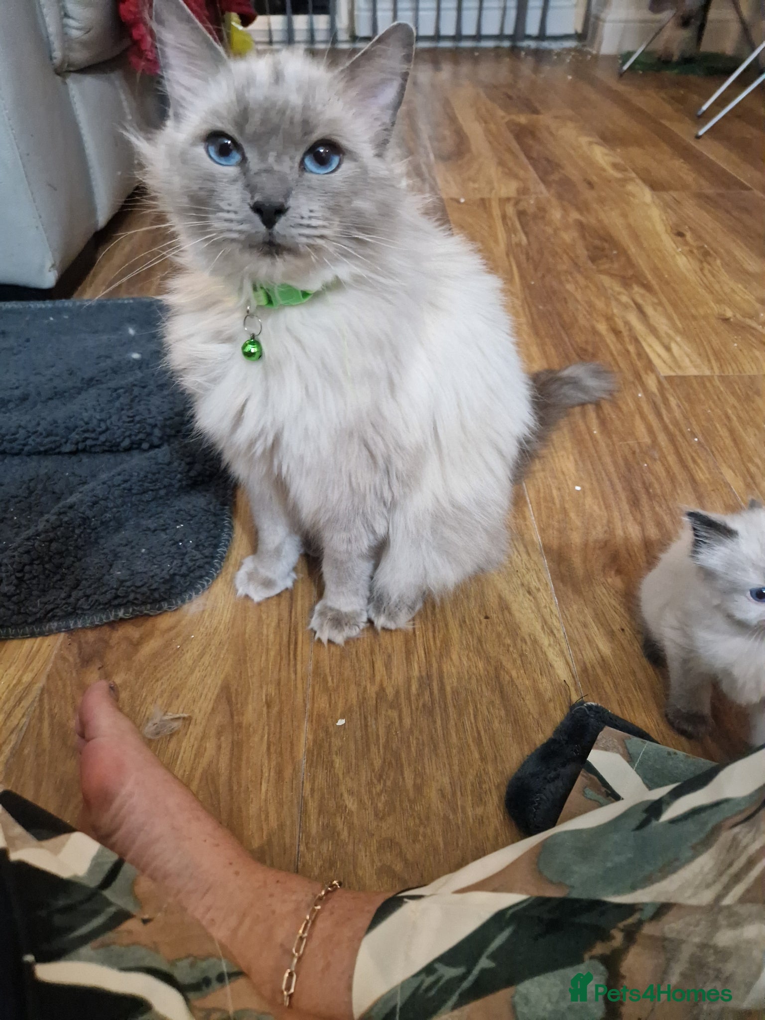 Ragdoll cats Stunning Ragdoll kittens  - Advert 2