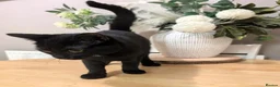Mixed Breed cats for sale: Kitten - Advert 1