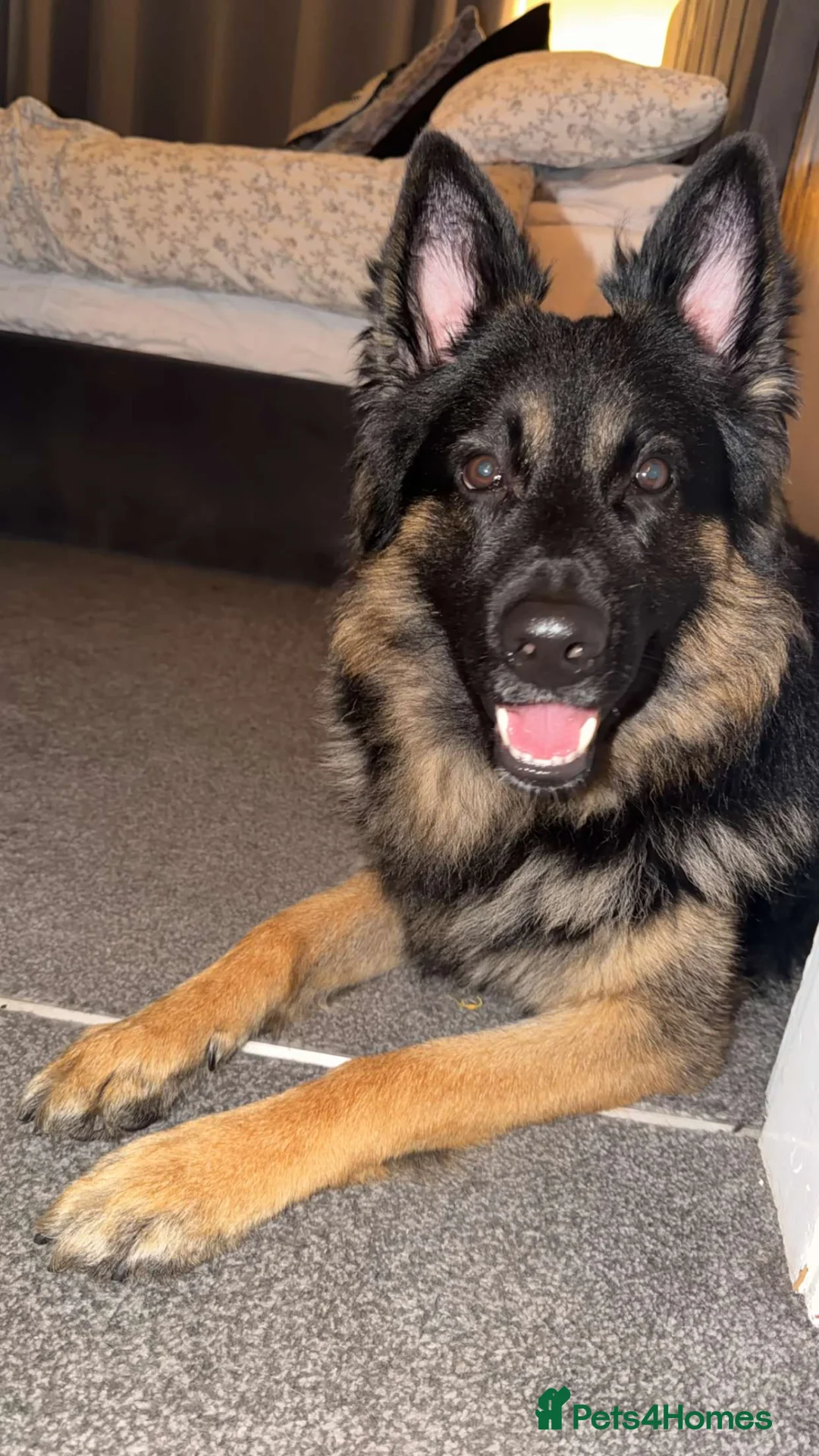 Mixed Breed dogs for sale: German shepherd/husky/springer cross puppies  - Advert 2