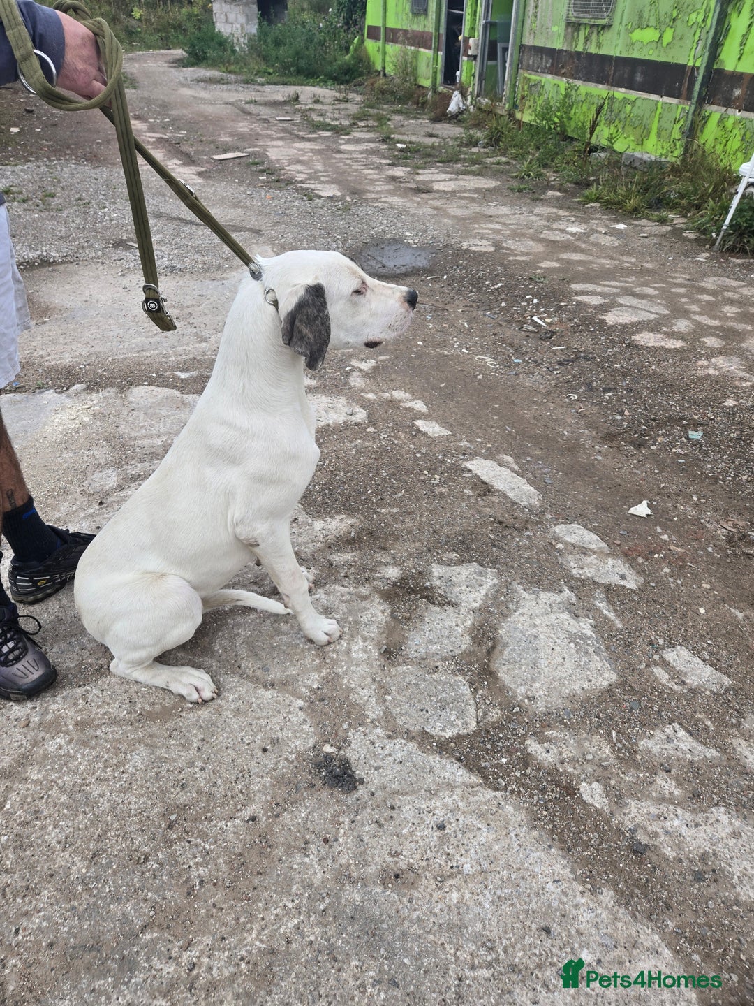 Mixed Breed dogs for sale: PresaAlabai - Advert 4