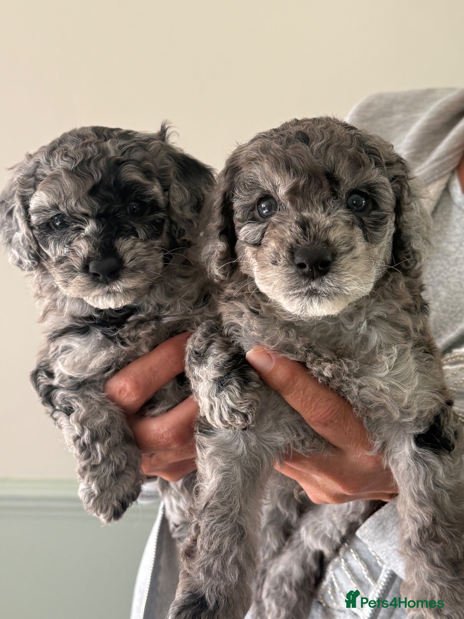 Cockapoo dogs Beautiful f2 cockapoo puppies for sale  - Advert 1
