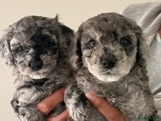 Cockapoo dogs Beautiful f2 cockapoo puppies for sale - Advert 14