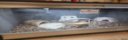 Skink reptiles for sale: Australian Blue Toungue skink with full setup - Advert 2