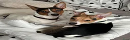 Jack Russell dogs for sale: 5 Stunning Tradition Jack Russell Puppies - Advert 17
