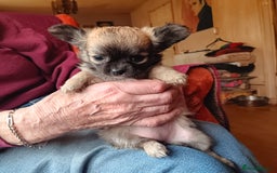 Chihuahua dogs for sale: Gorgeous Puppy chihuahua for sale - Image 5