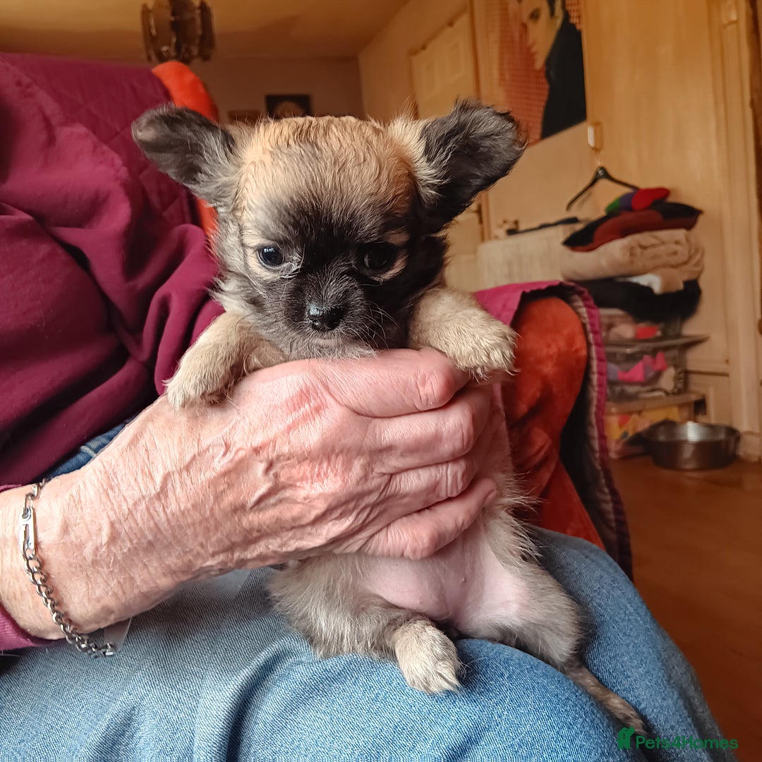 Chihuahua dogs for sale: Gorgeous Puppy chihuahua for sale - Image 5