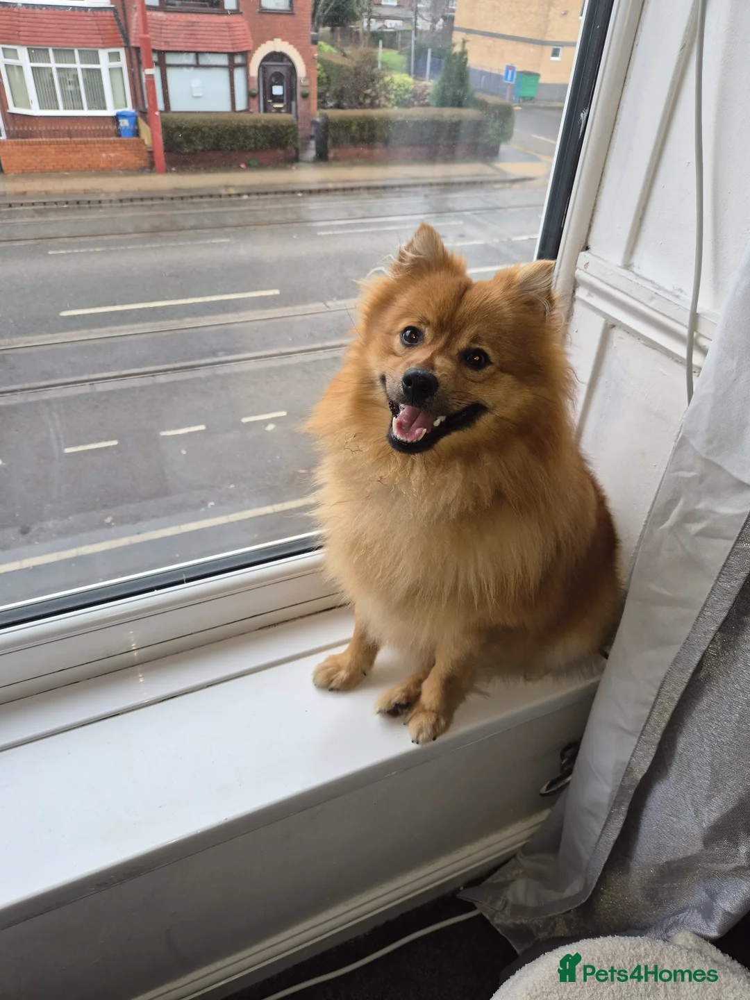 Pomeranian dogs for sale: 1 year old boy  in Manchester - Advert 2