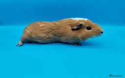 Guinea Pig rodents for sale: Guinea Pig Sow Female (red and white smooth) - Advert 2