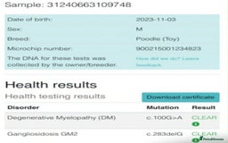 Jackapoo dogs for sale: Beautiful Jackapoo x Asian Toy poodle F1B - Image 7