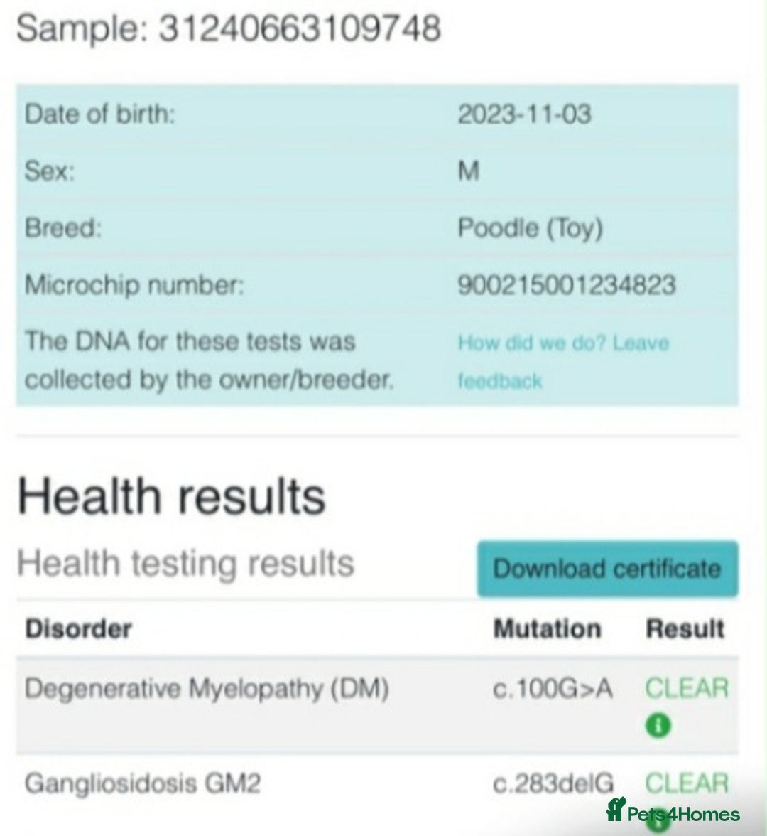 Jackapoo dogs for sale: Beautiful Jackapoo x Asian Toy poodle F1B - Image 7