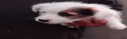 Jack Russell dogs for sale: Jack Russell  - Advert 8