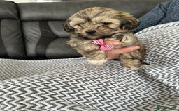 Shih Tzu dogs for sale: Shih Tzu puppies  - Image 9