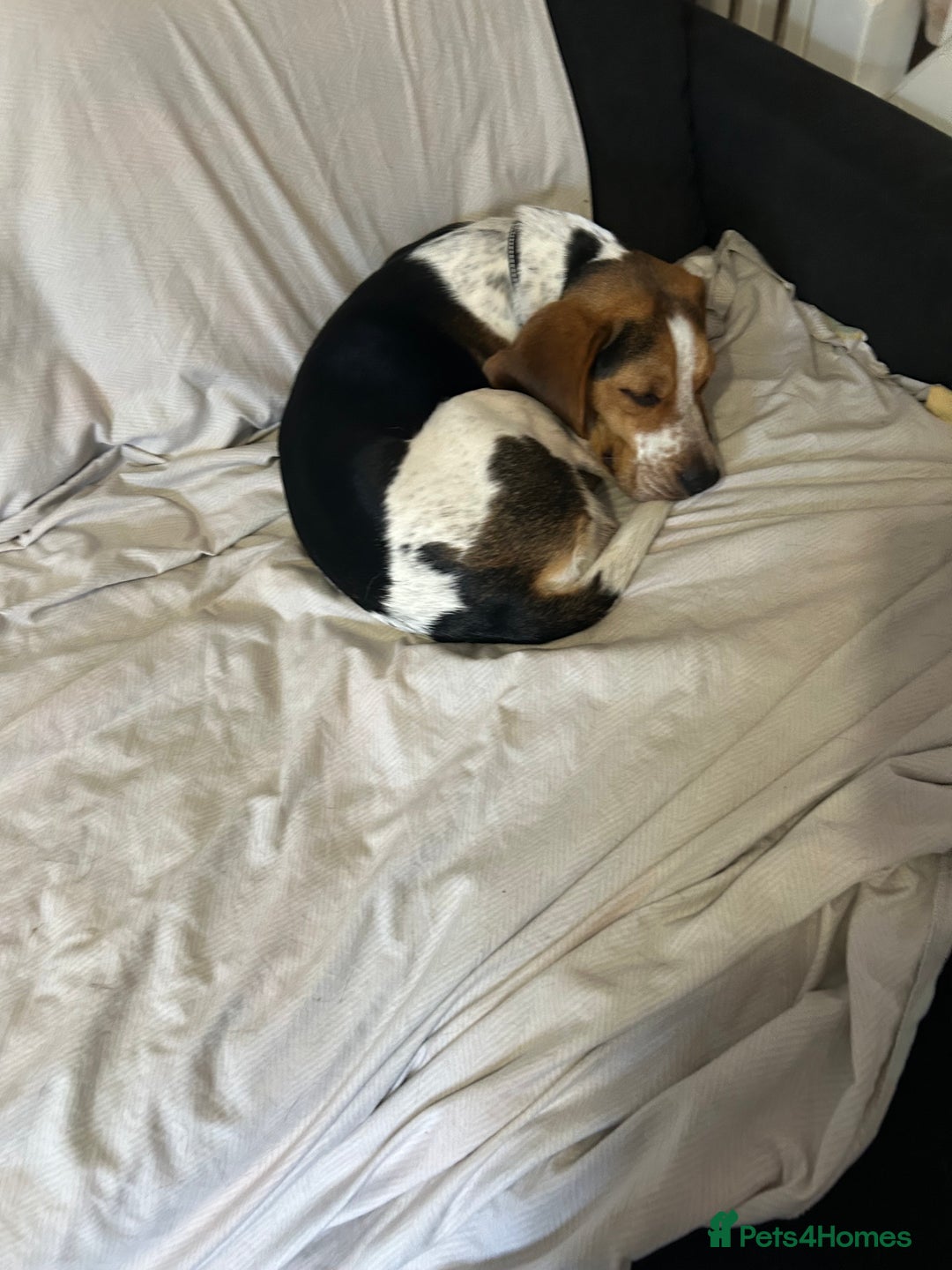 Beagle dogs for sale: Charlie Beagle - Image 4