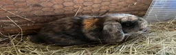 Mini Lop rabbits for sale: Baby mini lops rabbits  - Advert 4