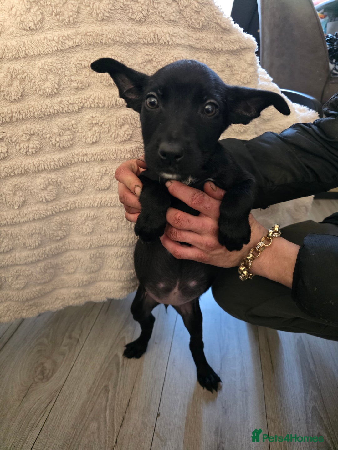 Belgian Shepherd Dog dogs for sale: Belgian malinois - Advert 7