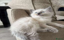 Ragdoll cats for sale: Female Ragdoll Kitten - Image 1