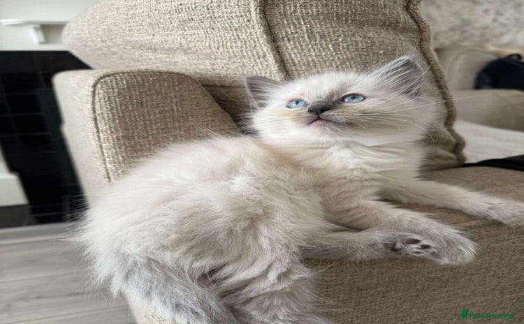 Ragdoll cats - Advert 8