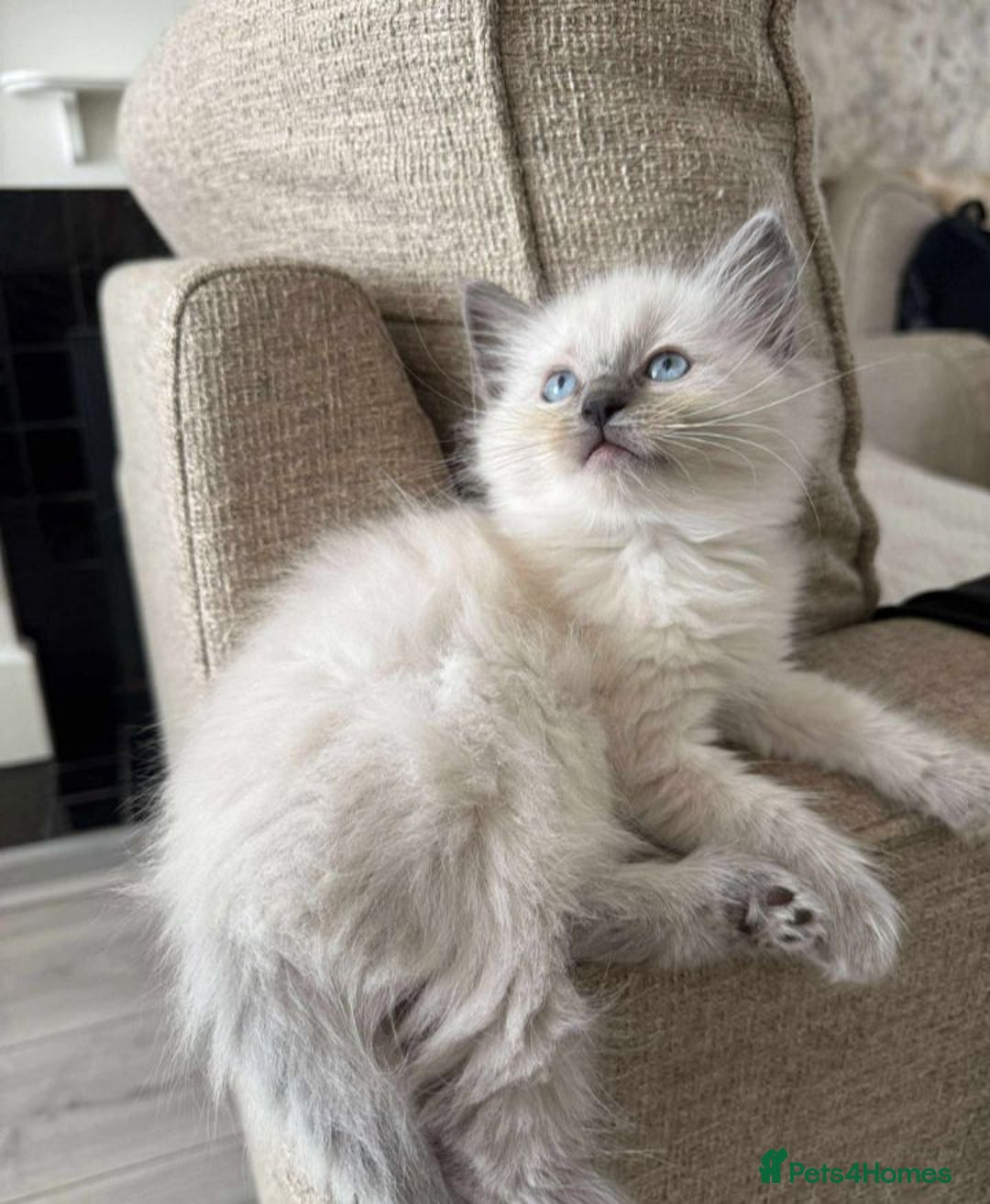 Ragdoll cats for sale: Female Ragdoll Kitten - Image 1