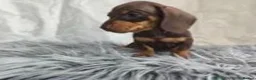 Miniature Dachshund dogs for sale: Last remaining kc registered mini dachshunds - Advert 4