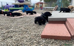 Labrador Retriever dogs for sale: Labrador Retriever Puppies - Image 1