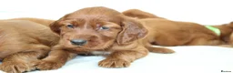 Irish Setter dogs for sale: Beautiful Irish setter puppies  - Advert 4