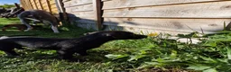 Mixed Breed dogs for sale: Beddy Whippet X Italian Greyhound - Advert 4