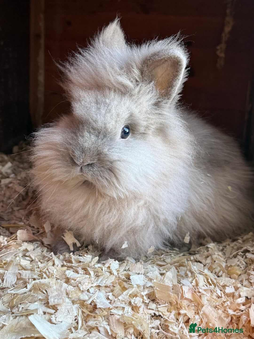 Lionhead rabbits for sale: Double mained lionheads to go together  - Advert 3