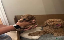 Miniature Poodle dogs for sale: Red Miniature Poodles  - Image 13