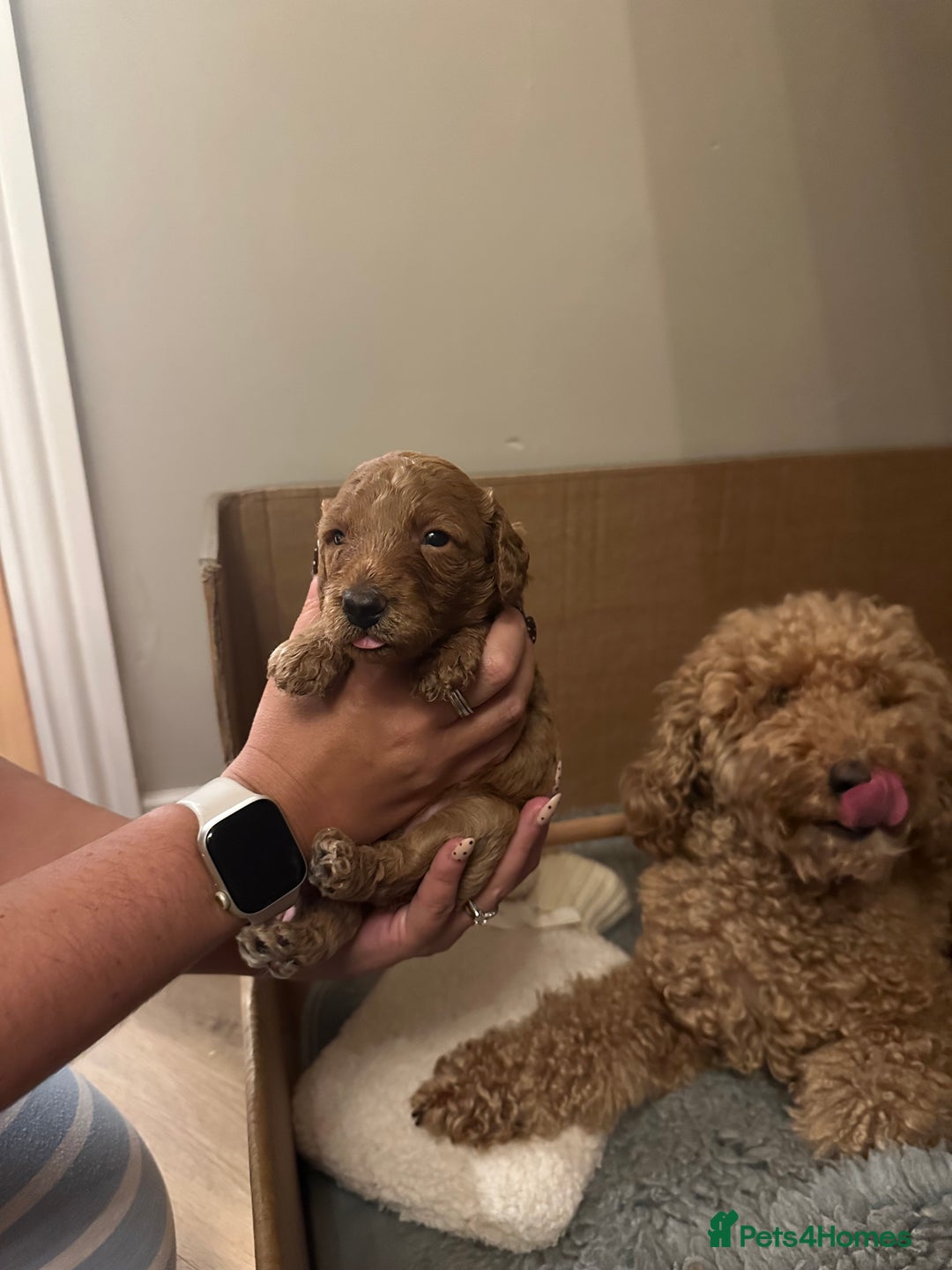 Miniature Poodle dogs for sale: Red Miniature Poodles  - Image 13