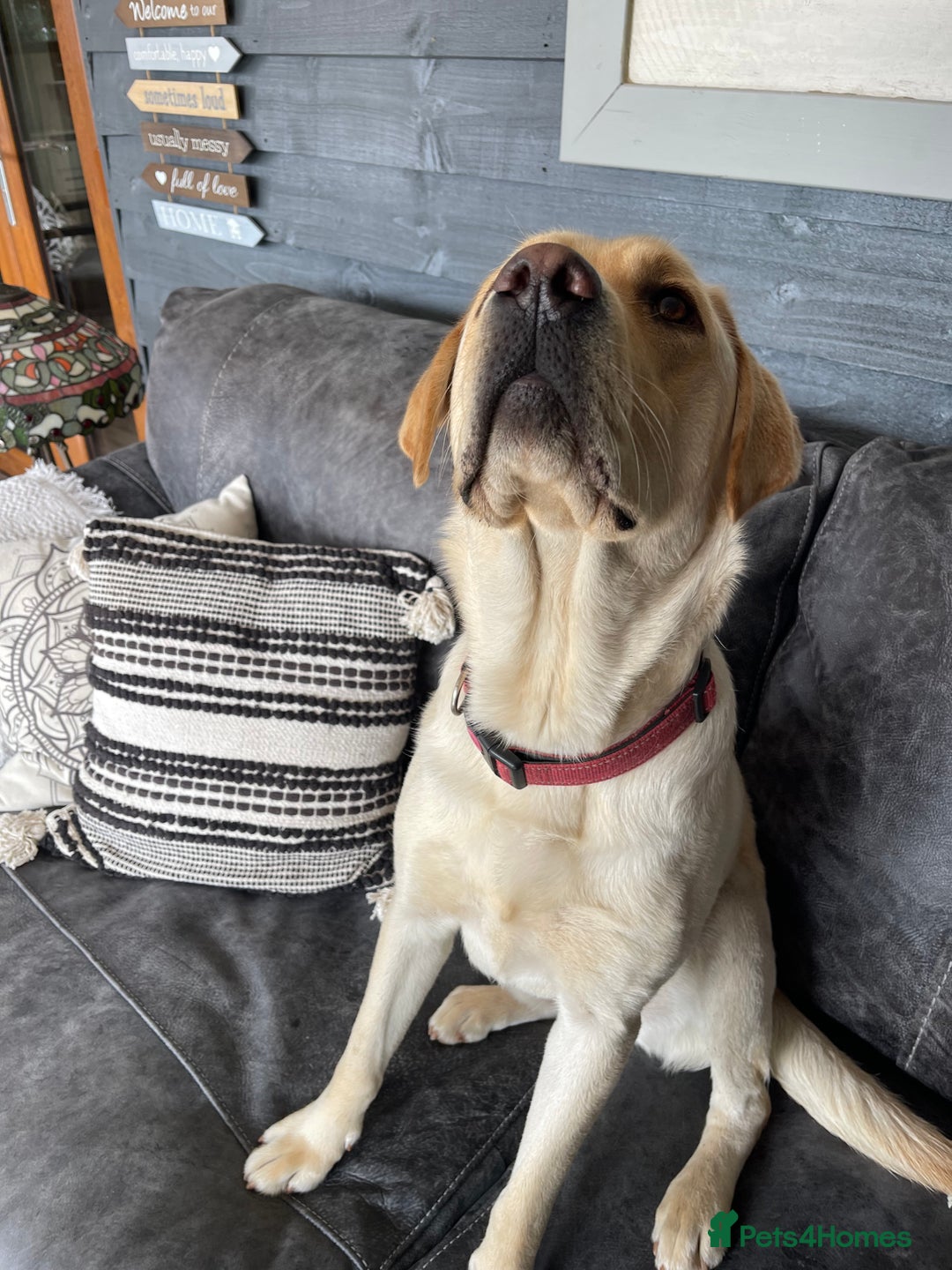 Labrador Retriever dogs for sale: A very gorgeous yellow therapy dog  - Image 5