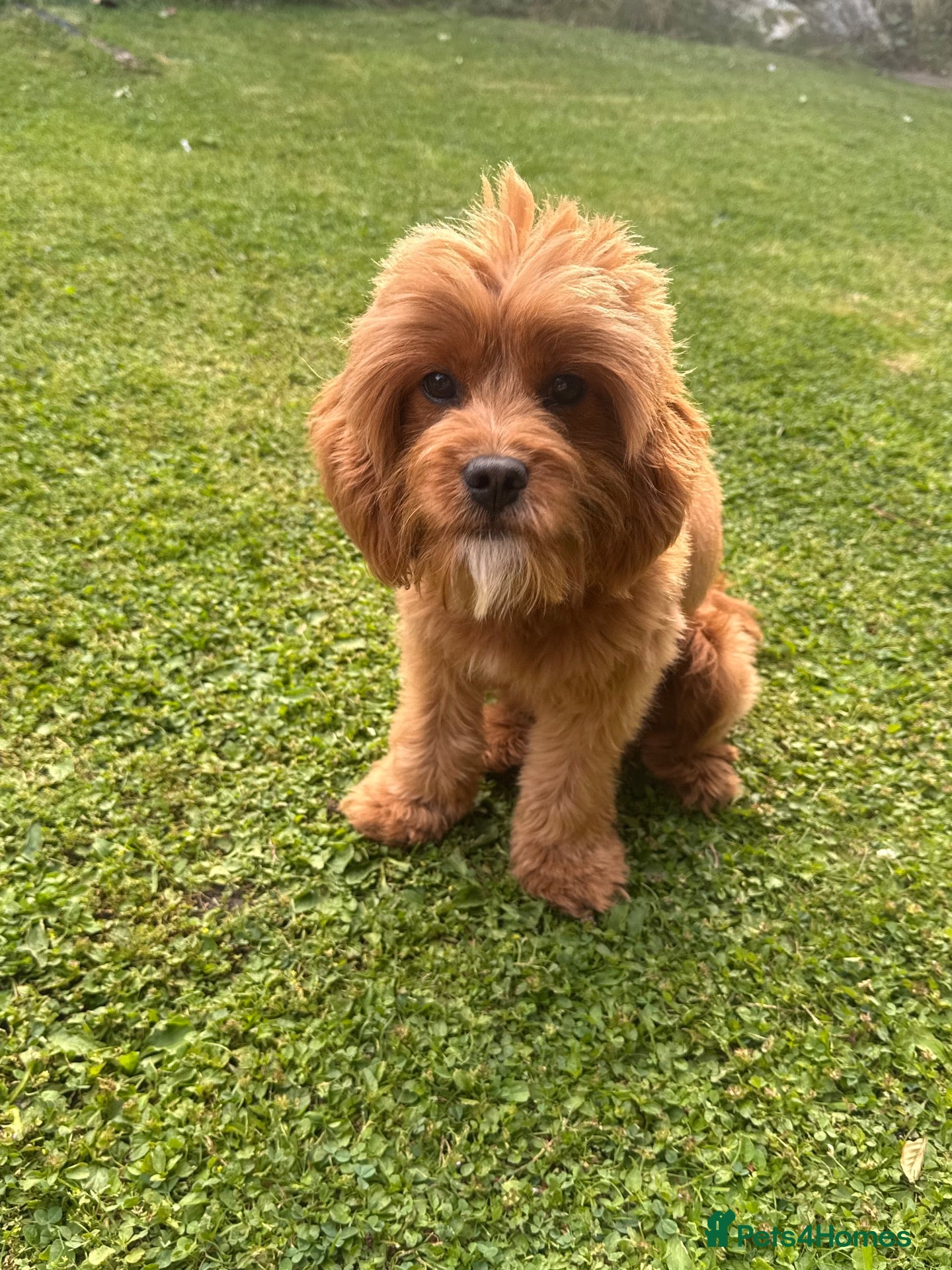 Cavapoo dogs Adorable F1 Cavapoo Boy 1 year Old - Advert 5