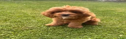 Cavapoo dogs for sale: Adorable F1 Cavapoo Boy 1 year Old - Advert 1