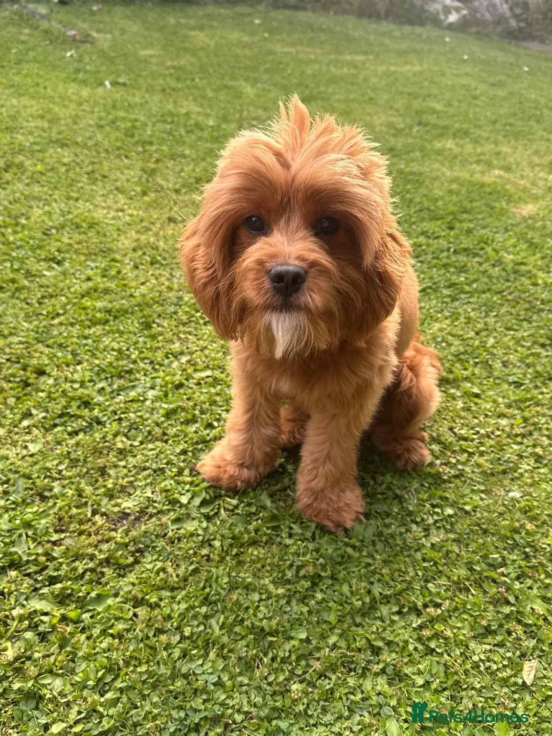 Cavapoo dogs for sale: Adorable F1 Cavapoo Boy 1 year Old - Advert 1
