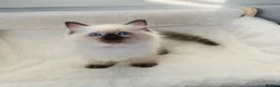Ragdoll cats for sale: CHAMPION BLOODLINE RAGDOLL KITTENS 🥇🏅 - Advert 25