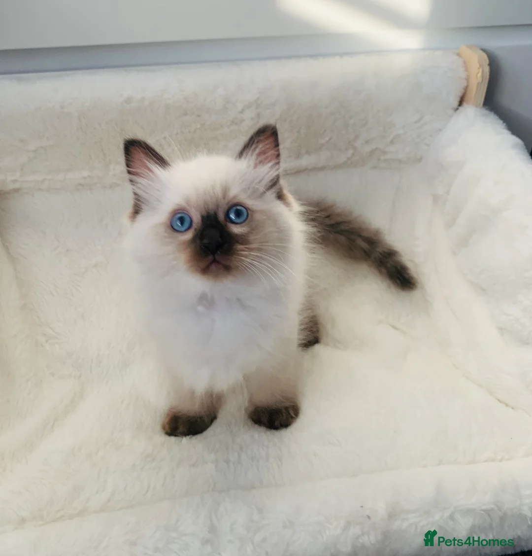 Ragdoll cats for sale: CHAMPION BLOODLINE RAGDOLL KITTENS 🥇🏅 - Advert 25
