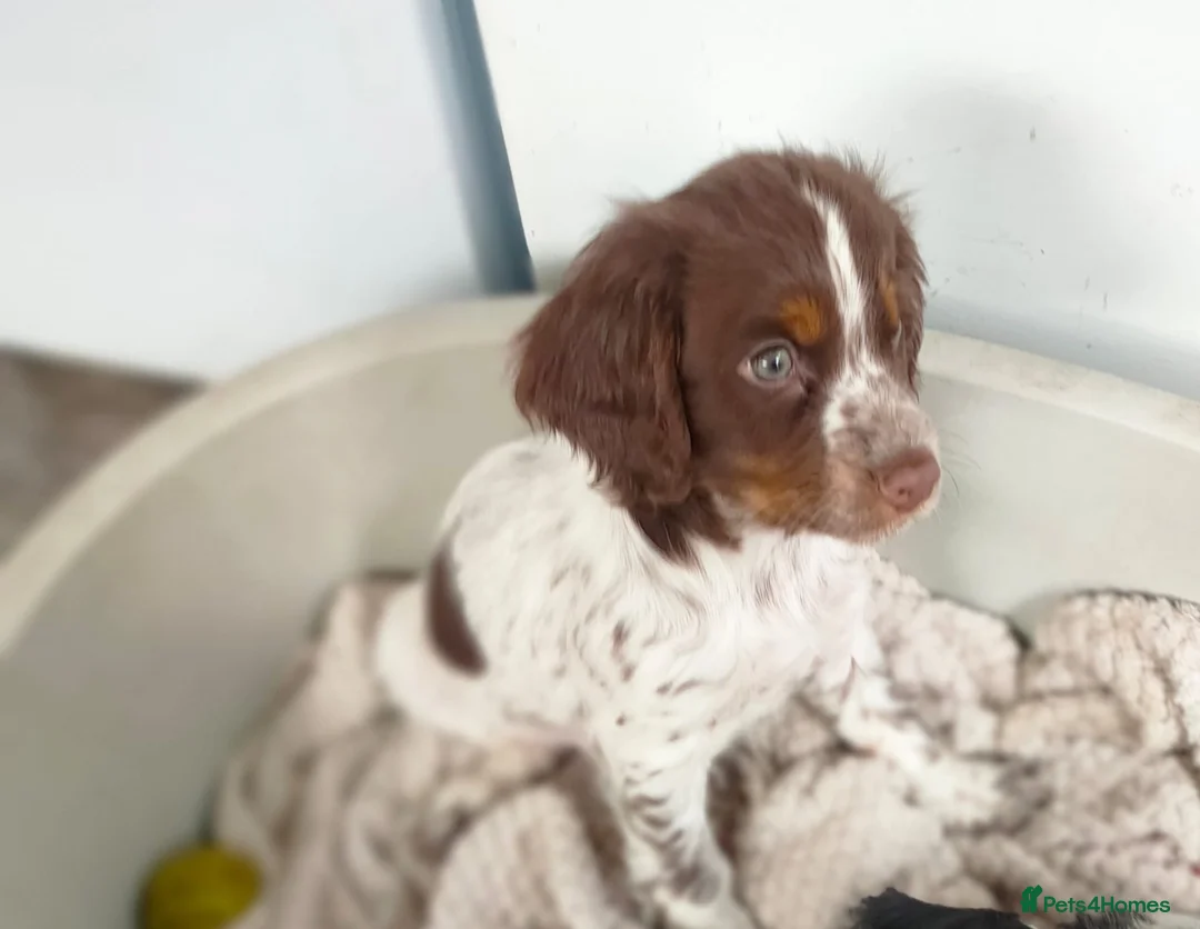 Cocker Spaniel dogs for sale: Working Cocker Spaniel Puppies for Sale - Advert 19