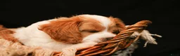 Cavapoo dogs for sale: cavapoo puppies for Sale X3 Girls  in Lincoln - Advert 19