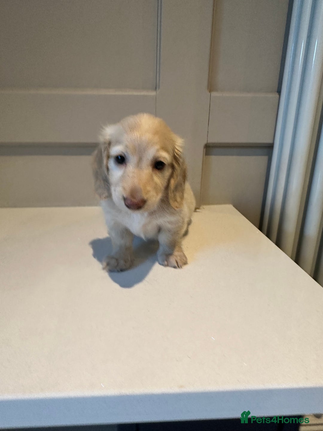 Miniature Dachshund dogs for sale: Clear Cream Miniature Dachsunds - Advert 22