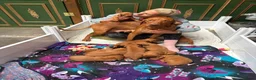 Hungarian Vizsla dogs for sale: 2 year old stunning athletic beautiful girl - Advert 7
