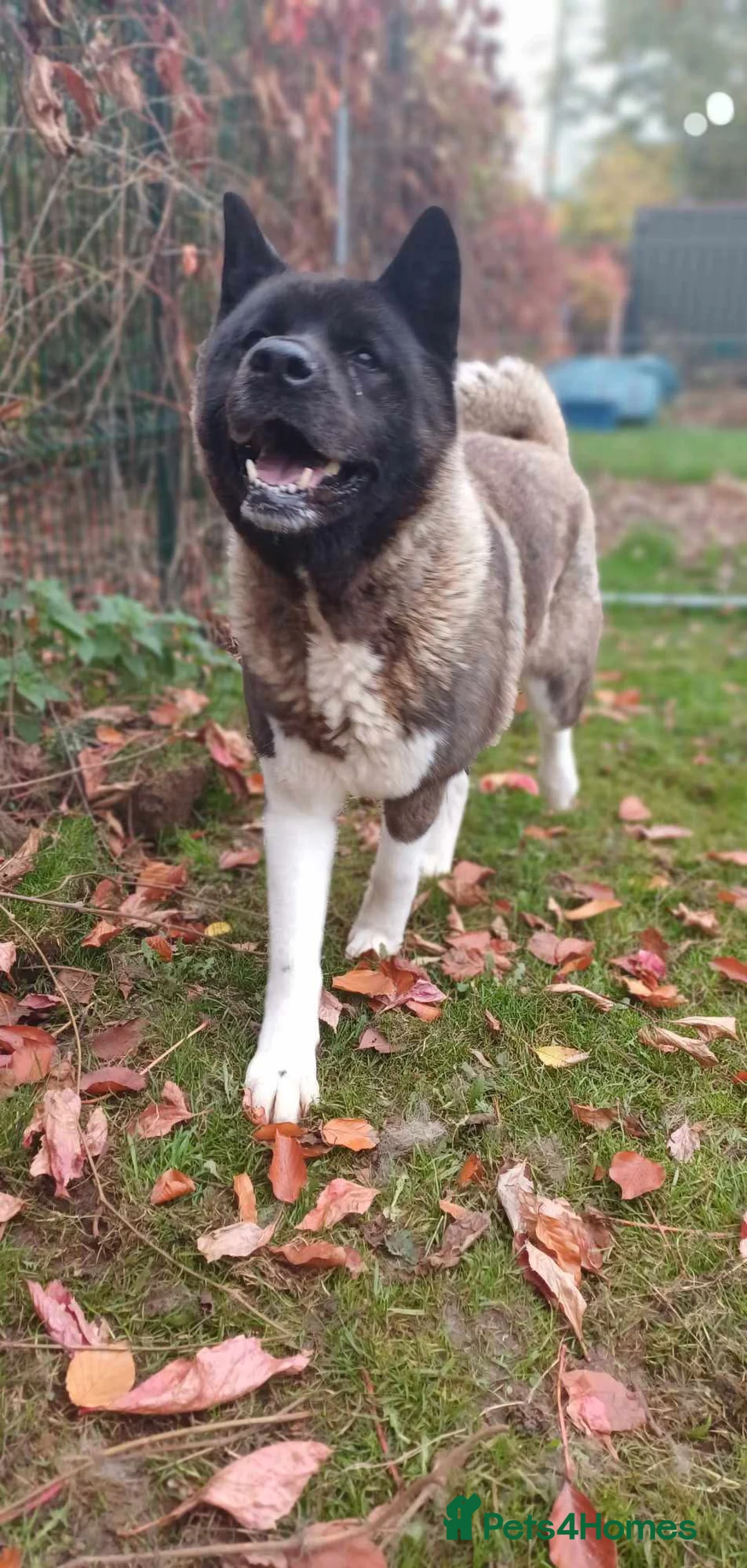 Akita dogs for adoption: Pretty Porcha in Worksop - Advert 6