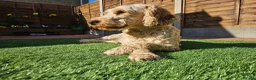 Cockapoo dogs for sale: Male cockapoo in Hull - Advert 5
