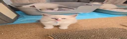 Ragdoll cats for sale: Stunning Blue–Ragdoll Kittens for Sale ✨ - Advert 6