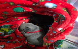French Bulldog dogs for sale: Frenchie puppies - Image 12