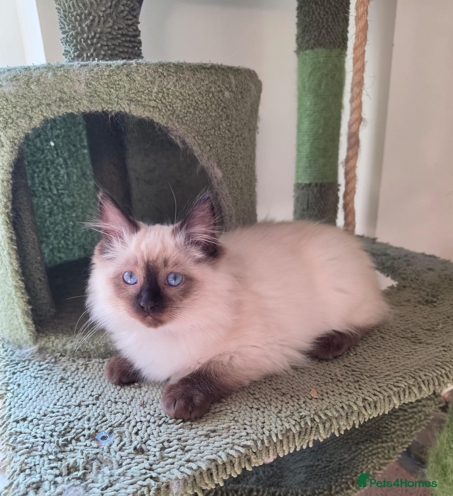 Ragdoll cats 💖Beautiful GCCF Registered Ragdoll Kittens. - Advert 2