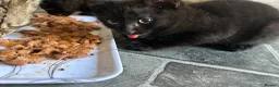 Domestic Shorthair cats for sale: 2 beautiful black boys for sale in Plymouth - Advert 5
