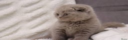 Scottish Fold cats for sale: Stunning Champions Bloodlines  kittens  - Advert 7