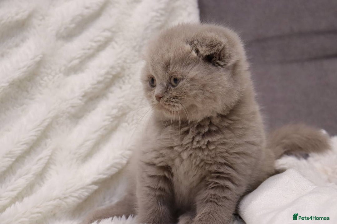 Scottish Fold cats for sale: Stunning Champions Bloodlines  kittens  - Advert 7