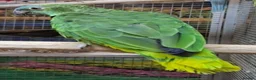 Parrots birds for sale: Stunning Parrots/Parakeets/Amazons  - Advert 18