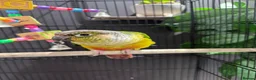 Conures birds for sale: Semi tame young conure with cage in Manchester - Advert 9