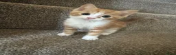 Mixed Breed cats for sale: 3 beautiful male kittens - Advert 7